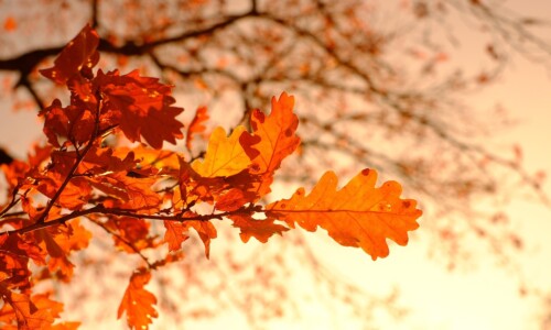 autumn, leaves, foliage, autumn leaves, autumn foliage, autumn colors, autumn season, fall foliage, fall leaves, fall colors, orange leaves, orange foliage, forest, nature, autumn, autumn, autumn, autumn, autumn, leaves, autumn leaves, autumn leaves, fall leaves